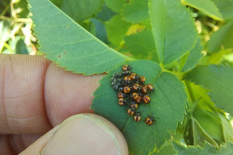 monitoring eitjes afzet waardplant biodiversiteit waarneming ecologie