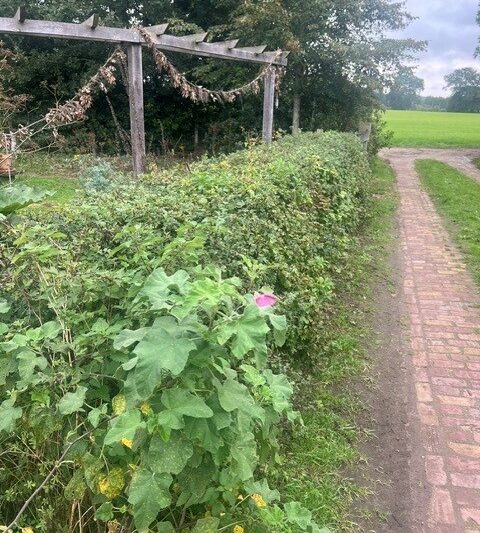 knip scheer a vorm rijk heggenlandschap snoei breedte struweel