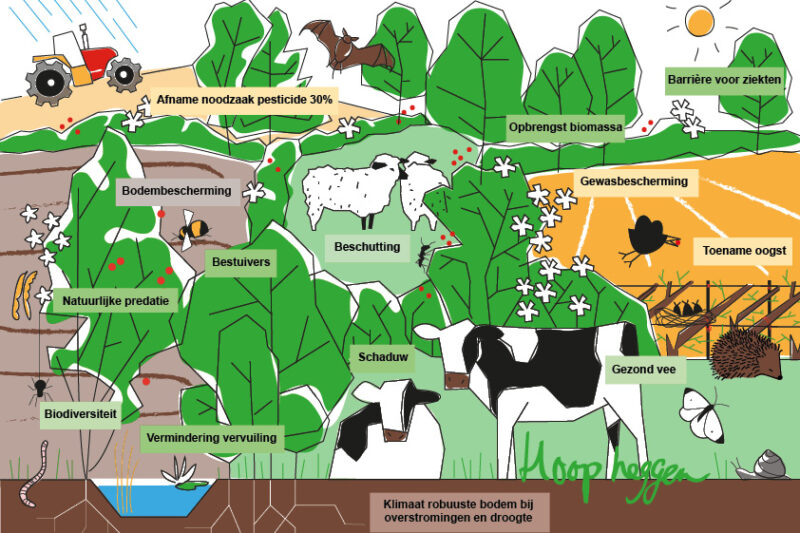 Voederheg agroforestry economie ecosysteemdiensten benefits voordelen rendement landschap