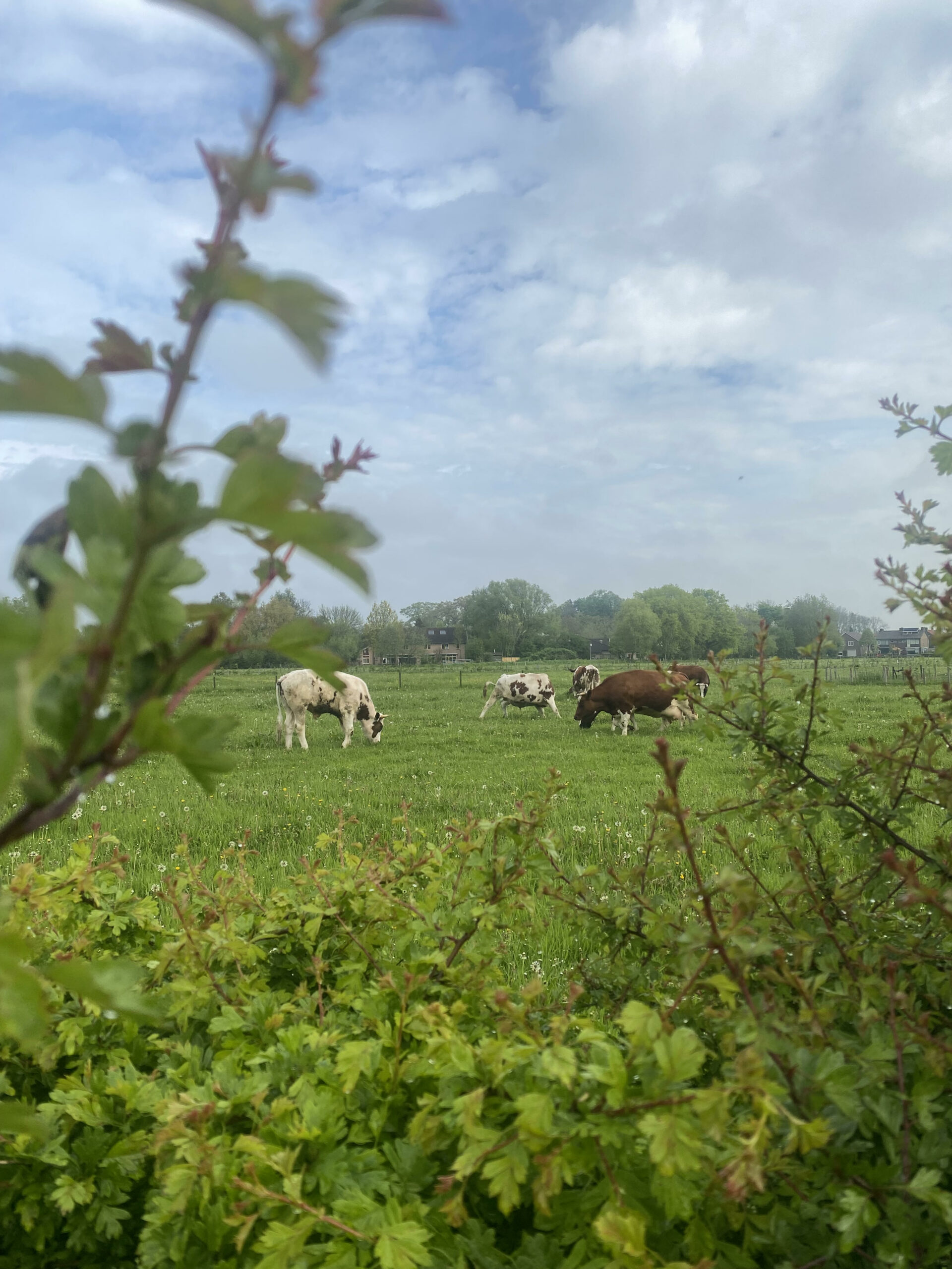 Struweelheg eetbaar seizoenen koeien boskamp biodiversiteitmeidoorn