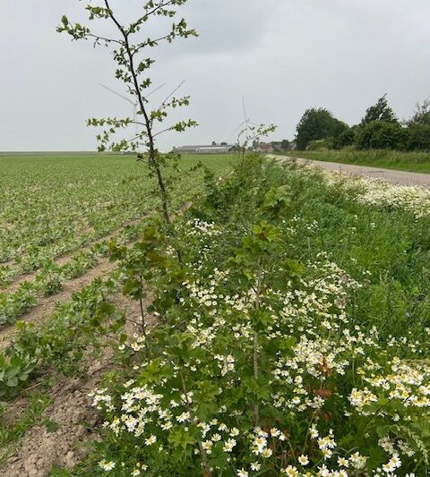 Plaaghaag in Ooltgensplaat aangeplant Hoopheggen met a.s.r. op landbouwbedrijf