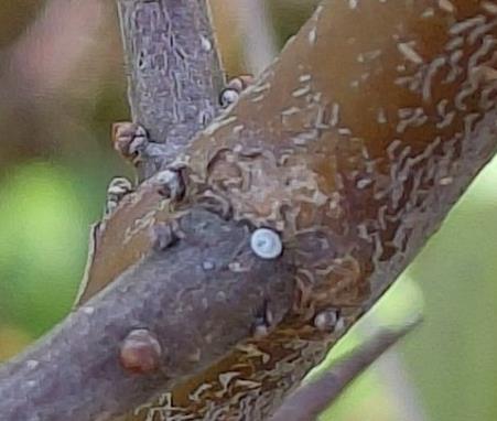 sleedoornpage sleedoorn